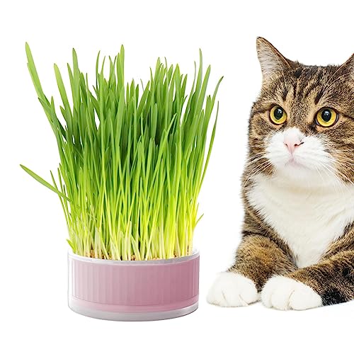 SKUDA Katzengrasbox, Hydroponischer Katzengraszüchter, Abnehmbare Keimschale, bodenfreier Graskasten, hilft bei der Verdauung, Heimdekoration SKUDA Katzengrasbox, Hydroponischer Katzengraszüchter, Abnehmbare Keimschale, bodenfreier Graskasten, hilft bei der Verdauung, Heimdekoration von SKUDA