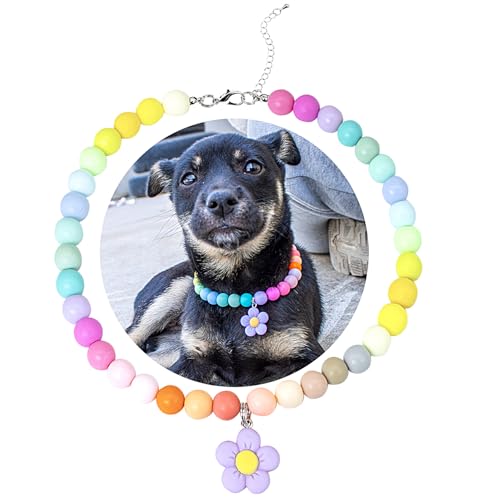 SM4BED Halsband für Hunde und Katzen, Perlen-Halskette, bunte Regenbogen-matte Perlen und bezaubernder Blumenanhänger, verstellbarer Welpenschmuck für mittelgroße und große Haustiere, L 35,6 cm SM4BED Halsband für Hunde und Katzen, Perlen-Halskette, bunte Regenbogen-matte Perlen und bezaubernder Blumenanhänger, verstellbarer Welpenschmuck für mittelgroße und große Haustiere, L 35,6 cm von SM4BED