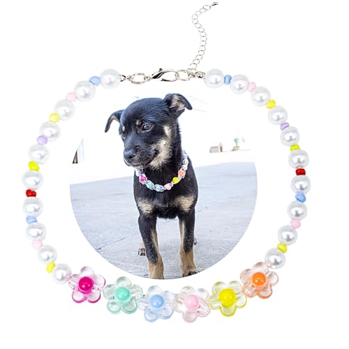 SM4BED Halsband für Hunde und Katzen, Perlenkette, weiße Perlen und bunte, bezaubernde Blume, verstellbarer Welpenschmuck für mittelgroße und große Haustiere, Größe L, 35,6 cm SM4BED Halsband für Hunde und Katzen, Perlenkette, weiße Perlen und bunte, bezaubernde Blume, verstellbarer Welpenschmuck für mittelgroße und große Haustiere, Größe L, 35,6 cm von SM4BED