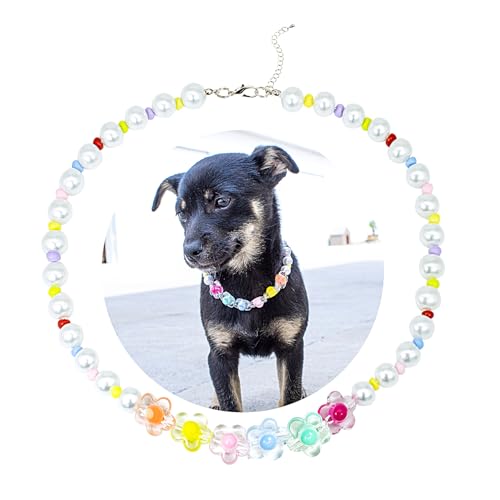 SM4BED Hundehalsband, Perlenkette, weiße Perlen und bunte, bezaubernde Blume, verstellbarer Haustierschmuck für große Hunde, Größe XL, 43,2 cm SM4BED Hundehalsband, Perlenkette, weiße Perlen und bunte, bezaubernde Blume, verstellbarer Haustierschmuck für große Hunde, Größe XL, 43,2 cm von SM4BED