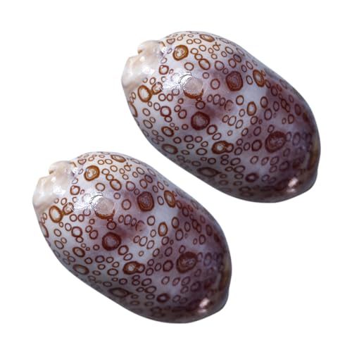 SOLUSTRE 2stücke Kaurimuscheln Für Schmuckherstellung Kleine Muscheln Zum Basteln Meeresperlen Dekoration Winzige Muscheln DIY Zubehör Muschel Zum Dekorieren SOLUSTRE 2stücke Kaurimuscheln Für Schmuckherstellung Kleine Muscheln Zum Basteln Meeresperlen Dekoration Winzige Muscheln DIY Zubehör Muschel Zum Dekorieren von SOLUSTRE