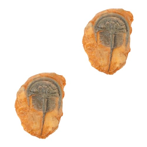 SOLUSTRE 2stücke Paleontologische Insektenexemplare Für Dekoration Und Unterricht Fossile Insekten Als Lehrmaterial Und Sammelobjekt Vielseitig Einsetzbar Für Und Kunst SOLUSTRE 2stücke Paleontologische Insektenexemplare Für Dekoration Und Unterricht Fossile Insekten Als Lehrmaterial Und Sammelobjekt Vielseitig Einsetzbar Für Und Kunst von SOLUSTRE