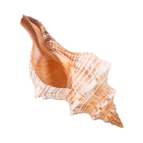 SOLUSTRE Minitöpfe Aus Muscheln Für Aquarien Strandornamente Als Dekoratives Zubehör Meeresdekor Für Küstenmotiv Ornamente Für Aquarien Und Bastelarbeiten von SOLUSTRE