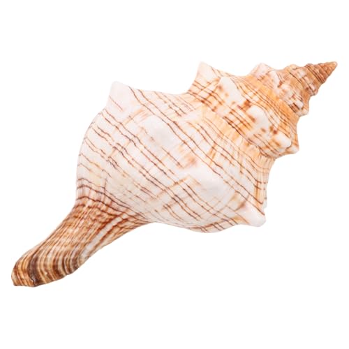 SOLUSTRE Natürliche Conch Muschel Fade-resistente Dekoration für Aquarium Strandparty Fischbecken Vielseitiges Meeresornament für Küstenstil Langlebiges Deko-Element von SOLUSTRE
