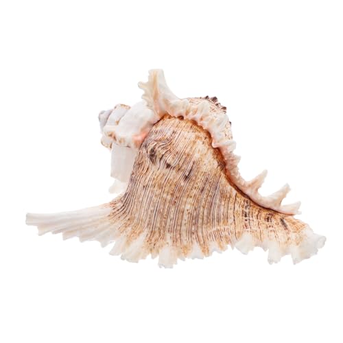 SOLUSTRE Natürliche Muschelschale Für DIY-bastelprojekte Aquarium-Dekoration Und Wohndeko Groß Und Stilvoll von SOLUSTRE