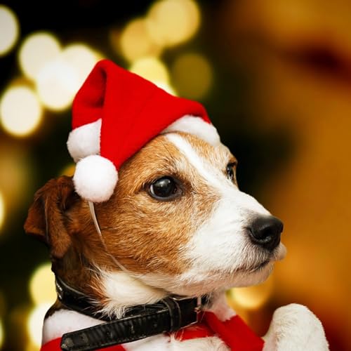 Haustier-Urlaubskostüm, Weihnachtsmannmütze, niedliche rote Kappe für Katzen und Hunde, festlicher Plüschstoff, winddichte Schnur, ideal für Weihnachtsfeiern von SPORTARC