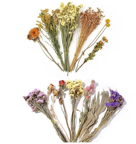 Hamster Dried Flower Bedding - Natural Ear of Grain Flower - Hamster Bedding Flowers - Hamster Floral Bedding Decor Sprays Set for Hamsters, Flower Bedding Habitat Decor, Hamster Accessories (02) von SSJDDS