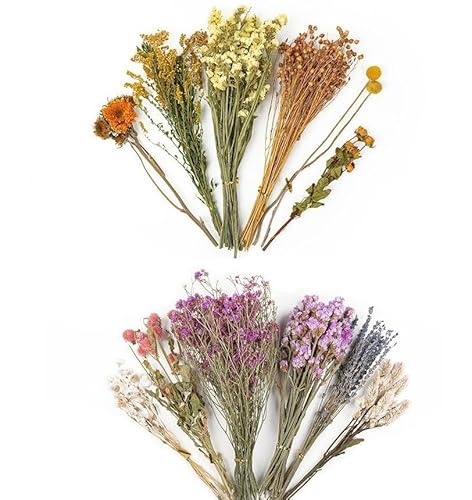 Hamster Dried Flower Bedding - Natural Ear of Grain Flower - Hamster Bedding Flowers - Hamster Floral Bedding Decor Sprays Set for Hamsters, Flower Bedding Habitat Decor, Hamster Accessories (03) von SSJDDS