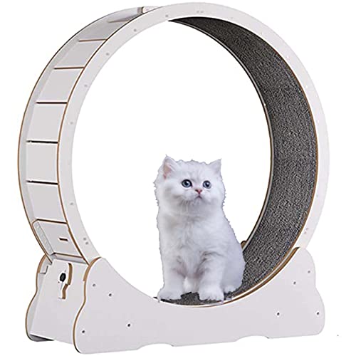 Katzenlaufrad,Katzenspielzeug, Kätzchenspielzeug, Indoor-Katzenspielzeug mit Schloss, Winziger Spalt Und Leise Riemenscheiben Katzenrad, Katzenlaufband Haustier Spielzeug,White-M Katzenlaufrad,Katzenspielzeug, Kätzchenspielzeug, Indoor-Katzenspielzeug mit Schloss, Winziger Spalt Und Leise Riemenscheiben Katzenrad, Katzenlaufband Haustier Spielzeug,White-M von SSQUZA