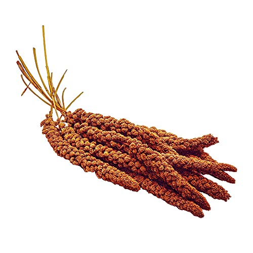 STAWA Kolbenhirse rot, Top-Qualität handverlesen, 1 kg STAWA Kolbenhirse rot, Top-Qualität handverlesen, 1 kg von STAWA