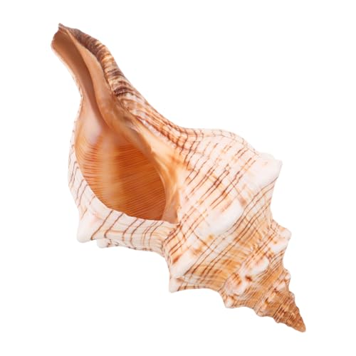 STOBAZA Natürliche Meeresschnecke Muschel Küstenstil Aquarium Dekoration Tisch Ornament Meeresinspirierte Deko für Strandparty und Zuhause von STOBAZA