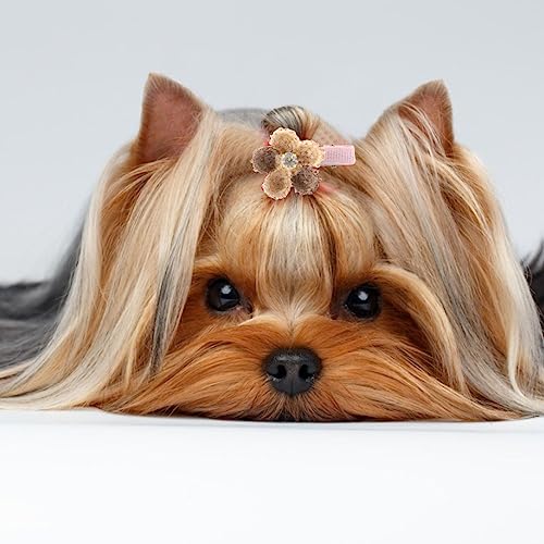 SUPYINI 10 X 10 X 4 Hunde-Haarspangen, Haar-Accessoires für die Fellpflege von Haustieren, Welpen, Hunden und Katzen, Blumen-Haarnadeln, Haarspangen von SUPYINI