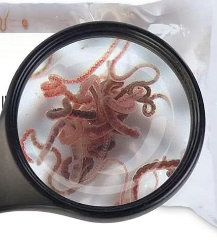 Lebendfutter Sahawa Tubifex 10x 45ml Beutel Fischfutter schneller gekühlter Versand auch im Sommer von SAHAWA
