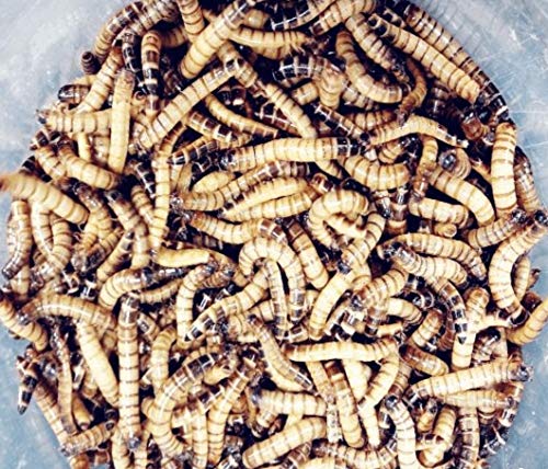 Zophobas XXL Mehlwürmer Wurm 500g lebend von SAHAWA