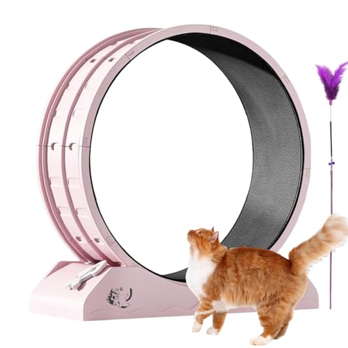 Katzenlaufrad Für Fitness Und Aktivität - Fitnessgerät Für Kleine Kitten - Große Katzen Trainingsrad, Interaktives Kitten Laufband Für Innenbereich Robust Katzenlaufrad Für Fitness Und Aktivität - Fitnessgerät Für Kleine Kitten - Große Katzen Trainingsrad, Interaktives Kitten Laufband Für Innenbereich Robust von Salyeeluly