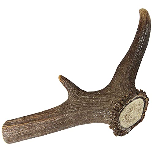 Schecker Hundesnack - Rothirsch Geweihsnack - Geweihstange - Gr. XL: 1 St. = 225-320g - Kaustange Schecker Hundesnack - Rothirsch Geweihsnack - Geweihstange - Gr. XL: 1 St. = 225-320g - Kaustange von Schecker