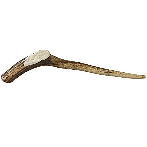 Schecker Kausnack - Rothirsch Geweihsnack - Geweihstange Gr. M 75-150g - Hirschgeweih - reines Naturprodukt Schecker Kausnack - Rothirsch Geweihsnack - Geweihstange Gr. M 75-150g - Hirschgeweih - reines Naturprodukt von Schecker