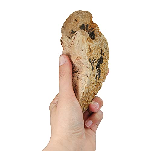 Schecker Kauwurzeln Gr: S - das Kauspielzeug - die Kauwurzeln für Hunde - Keine Kalorien - hypoallergen - natürlich - langlebig - 1 Stück - S - 125-250g Schecker Kauwurzeln Gr: S - das Kauspielzeug - die Kauwurzeln für Hunde - Keine Kalorien - hypoallergen - natürlich - langlebig - 1 Stück - S - 125-250g von Schecker