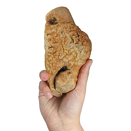 Schecker Kauwurzel Gr: M - das Kauspielzeug für Hunde - ohne Kalorien - hypoallergen - 1 Stück - M 250-450g Schecker Kauwurzel Gr: M - das Kauspielzeug für Hunde - ohne Kalorien - hypoallergen - 1 Stück - M 250-450g von Schecker