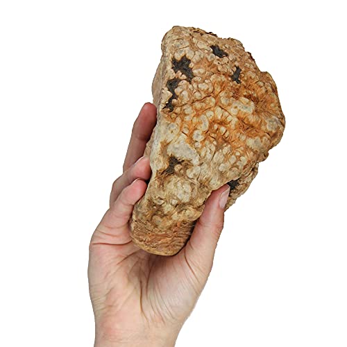Schecker Kauwurzel - das Kauspielzeug für den Hund - Keine Kalorien - hypoallergen - langlebig Schecker Kauwurzel - das Kauspielzeug für den Hund - Keine Kalorien - hypoallergen - langlebig von Schecker