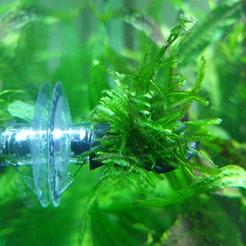 Schmitt Aquaristik Pflanzen Plattform 3cm mit Spiky-Moos (taxiphyllum Spiky) // fertig aufgebunden von Schmitt Aquaristik