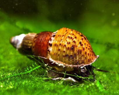 5 x Genoppte Turmdeckelschnecke - Melanoides granifera/Der lebende Bodengrundreiniger im Aquarium! + 1 x NH Schneckenfeed 10g von Schnecken