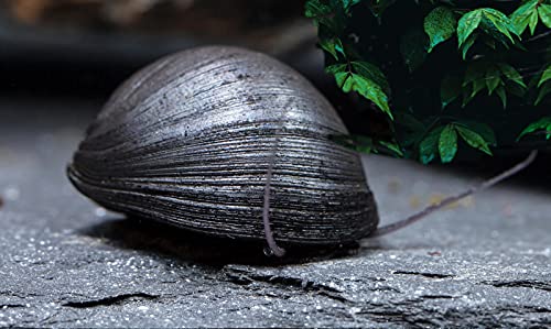 Garnelio - Anthrazit-Napfschnecke / Stahlhelmschnecke - Algenkiller Nr. 1 - 6er Gruppe Garnelio - Anthrazit-Napfschnecke / Stahlhelmschnecke - Algenkiller Nr. 1 - 6er Gruppe von Schnecken