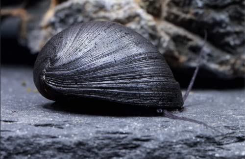 Schnecken - Anthrazit-Napfschnecke/Stahlhelmschnecke - Neritina pulligera für Erwachsene, Sportbegeisterte, Unisex, Aquarium-Schnecke Schnecken - Anthrazit-Napfschnecke/Stahlhelmschnecke - Neritina pulligera für Erwachsene, Sportbegeisterte, Unisex, Aquarium-Schnecke von Schnecken