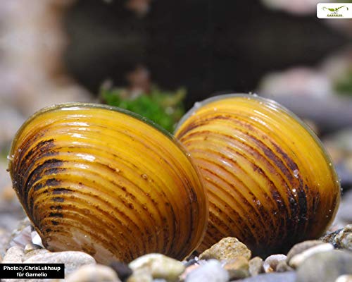 Schnecken Goldene Körbchenmuschel, 10 Stück - Aquarienmuschel/Muschel sorgt für Glasklares Aquariumwasser! von Schnecken