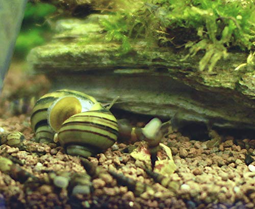 Pianoschnecke / Pinselalgen Schnecke 3er Gruppe, Algen bekämpfen mit Aquarienschnecke von Schnecken