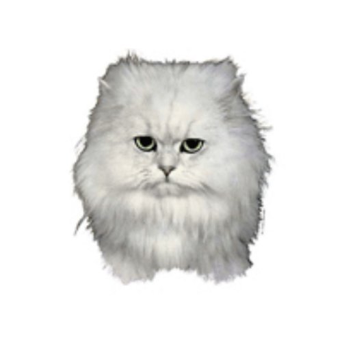 World Stickers Schwandt Heimtierbedarf 12504 Aufkleber 4 Stück ca. 80 x 80 mm für Warnschild Chinchilla Katze von Schwandt Heimtierbedarf