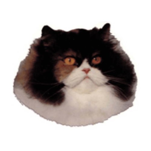 World Stickers Schwandt Heimtierbedarf 12509 Aufkleber 4 Stück ca. 80 x 80 mm für Warnschild Perser Katze von Schwandt Heimtierbedarf