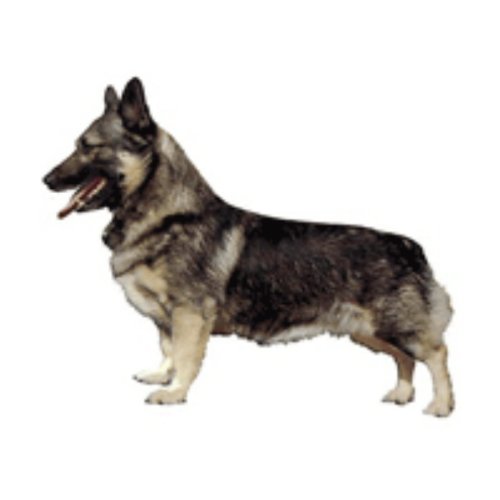 World Stickers Schwandt Heimtierbedarf 13129 Aufkleber 2 Stück ca. 140 x 160 mm für Warnschild Swedish Vallhund World Stickers Schwandt Heimtierbedarf 13129 Aufkleber 2 Stück ca. 140 x 160 mm für Warnschild Swedish Vallhund von Schwandt Heimtierbedarf