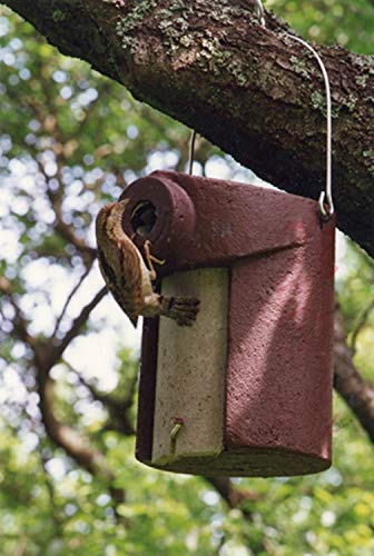 Schwegler Naturschutzprodukt Vogel Nistkasten Satz 2 Stück Nisthöhle Vogelhöhle Typ 3SV oval Flugloch 32 x 45 mm mit Marderschutz aus Holzbeton Höhe 28 cm Schwegler Naturschutzprodukt Vogel Nistkasten Satz 2 Stück Nisthöhle Vogelhöhle Typ 3SV oval Flugloch 32 x 45 mm mit Marderschutz aus Holzbeton Höhe 28 cm von Schwegler