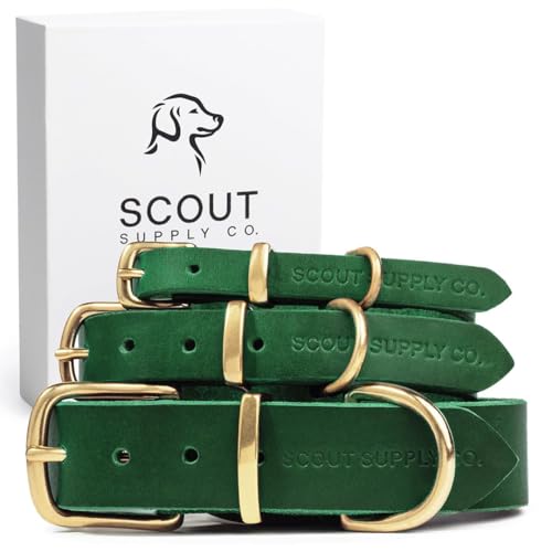 Scout Supply Klassisches Leder-Hundehalsband, strapazierfähiges, dickes Vollnarbenleder, wasserdicht und rostfrei, Messingbeschläge (Grün, Größe L) von Scout Supply Co.