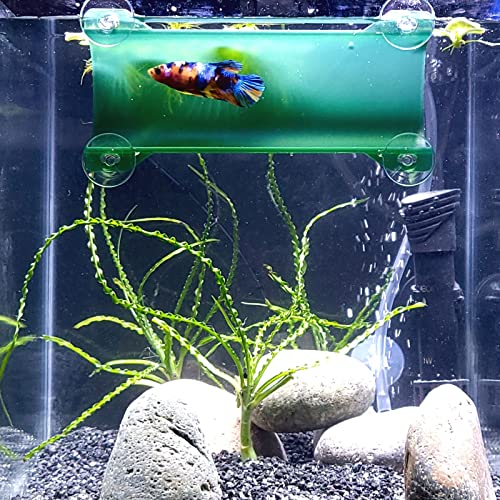 SeeShelter Aquarium Tunnel für Fische - Transparentes Dunkelgrün, Modern, Schwimmen, Trainieren, Entspannen von SeeShelter