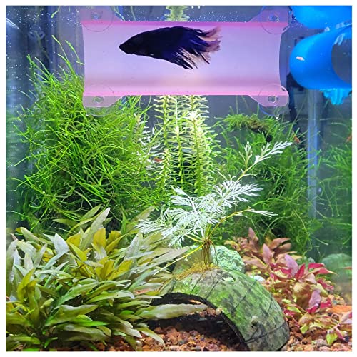 SeeShelter Brand Betta Tunnel (transluzentes Pink) - Aquarium Tunnel für Fische - Modernes Design - Rosa - 5.5 x 2.5 x 1.6 cm von SeeShelter