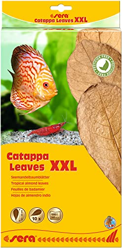 sera Catappa Leaves XXL 30-35 cm (10St) - Seemandelbaumblätter für die natürliche Wasseraufbereitung sera Catappa Leaves XXL 30-35 cm (10St) - Seemandelbaumblätter für die natürliche Wasseraufbereitung von sera