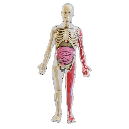 Sharplace Modell des menschlichen Körpers, Spielzeug, Lehrrequisiten, Lernspielzeug, Körperteile, Organe, die im Dunkeln leuchten, als Lehrhilfe für zu Hause von Sharplace