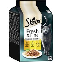 Sheba Fresh & Fine Nassfutter Katze Adult, Multipack, in Gelee 36x50 g Truthahn, Huhn und Geflügel Sheba Fresh & Fine Nassfutter Katze Adult, Multipack, in Gelee 36x50 g Truthahn, Huhn und Geflügel von Sheba
