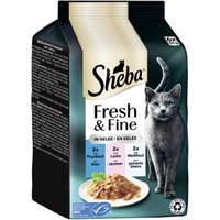 Sheba Fresh & Fine Nassfutter Katze Adult, Multipack, in Gelee 36x50 g Thunfisch, Lachs und Weissfisch Sheba Fresh & Fine Nassfutter Katze Adult, Multipack, in Gelee 36x50 g Thunfisch, Lachs und Weissfisch von Sheba