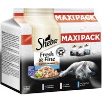 Sheba Multipack Fresh & Fine in Sauce 15 x 50g Mix-Pack von Sheba