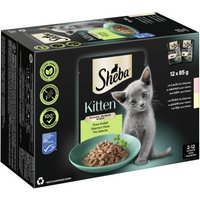 Sheba Multipack Kitten in Sauce Feine Vielfalt mit Lachs, mit Huhn MSC 12x85 g von Sheba