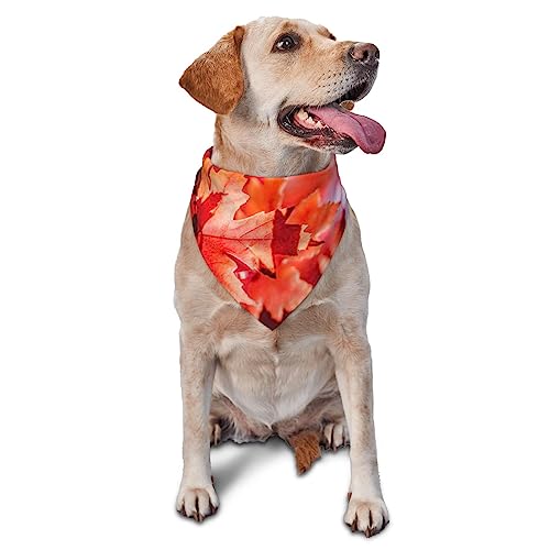 Sipeigyd Hundehalstuch mit Herbst-Ahornblättern, waschbar, dreieckig, verstellbar, für Welpen, Bandana, Taschentuch für Mädchen oder Jungen, Größe M, L, für Hunde und Katzen, 1 Stück Sipeigyd Hundehalstuch mit Herbst-Ahornblättern, waschbar, dreieckig, verstellbar, für Welpen, Bandana, Taschentuch für Mädchen oder Jungen, Größe M, L, für Hunde und Katzen, 1 Stück von Sipeigyd