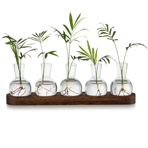 Sirxlevcy Pflanzenterrarium-Vermehrungsstation, Blumentopf-Zwiebelvase Aus Glas mit Holztablett, Moderne Knospenvasen für Den Schreibtisch im Wohnzimmer von Sirxlevcy