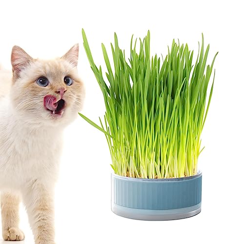 Sloane Katzengras-Pflanzgefäß für Hauskatzen | Pflanzkasten, bodenfreier Katzenminze-Übertopf | Abnehmbare Keimschale, bodenfreier Graskasten, hilft bei der Verdauung, Heimdekoration Sloane Katzengras-Pflanzgefäß für Hauskatzen | Pflanzkasten, bodenfreier Katzenminze-Übertopf | Abnehmbare Keimschale, bodenfreier Graskasten, hilft bei der Verdauung, Heimdekoration von Sloane