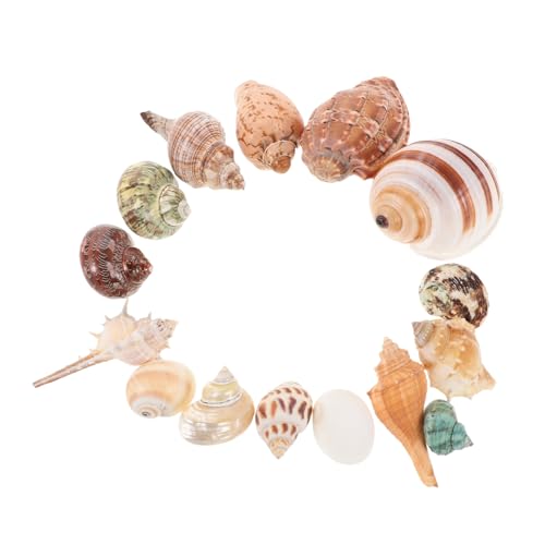 15 Stück Gemischte Muscheln Für Aquarium-zubehör, Bunte Muschelornamente Im Küstenstil Zum Basteln, Tropisches Strandthema, Dekoration, Vasenfüller 15 Stück Gemischte Muscheln Für Aquarium-zubehör, Bunte Muschelornamente Im Küstenstil Zum Basteln, Tropisches Strandthema, Dekoration, Vasenfüller von Sosoport