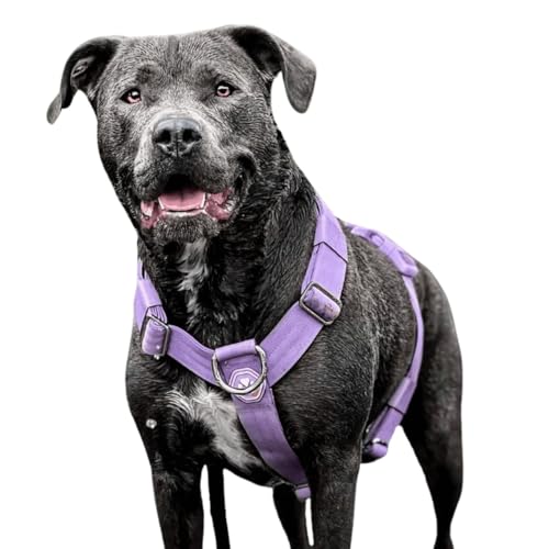 Spark Paws No-Pull Hundegeschirr – Entwickelt für Sicherheit und Kontrolle, ideal für große, kräftige Rassen – Pitbulls, Boxers - Purple, L Spark Paws No-Pull Hundegeschirr – Entwickelt für Sicherheit und Kontrolle, ideal für große, kräftige Rassen – Pitbulls, Boxers - Purple, L von Spark Paws