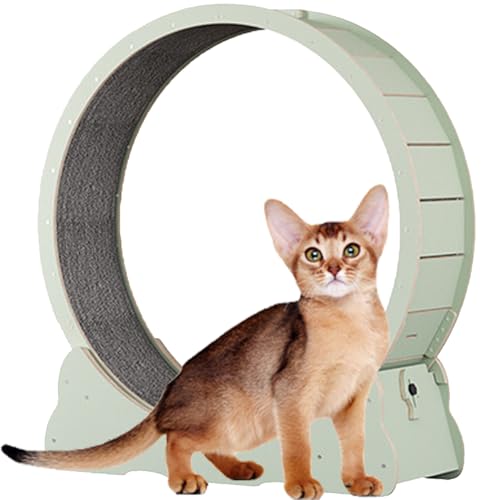Hölzernes Katzen-Übungsrad, Katzenlaufrad mit Bremse, interaktives Katzenspielzeug, mit Schloss und Teppichboden, Fitness-Gerät zur Gewichtsreduktion für Katzen,Green-L Hölzernes Katzen-Übungsrad, Katzenlaufrad mit Bremse, interaktives Katzenspielzeug, mit Schloss und Teppichboden, Fitness-Gerät zur Gewichtsreduktion für Katzen,Green-L von Spdazzleburst