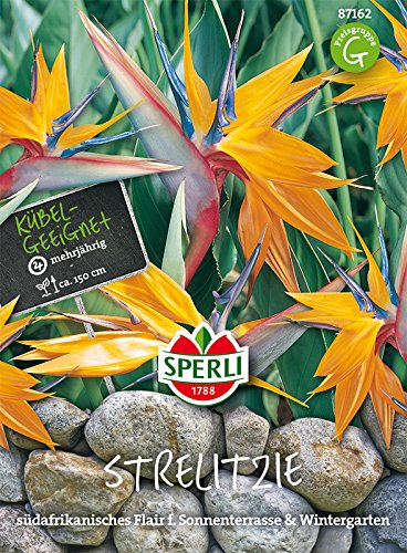 Paradiesvogelblume, Sperling`s Papagei Strelitzia reginae von Sperli